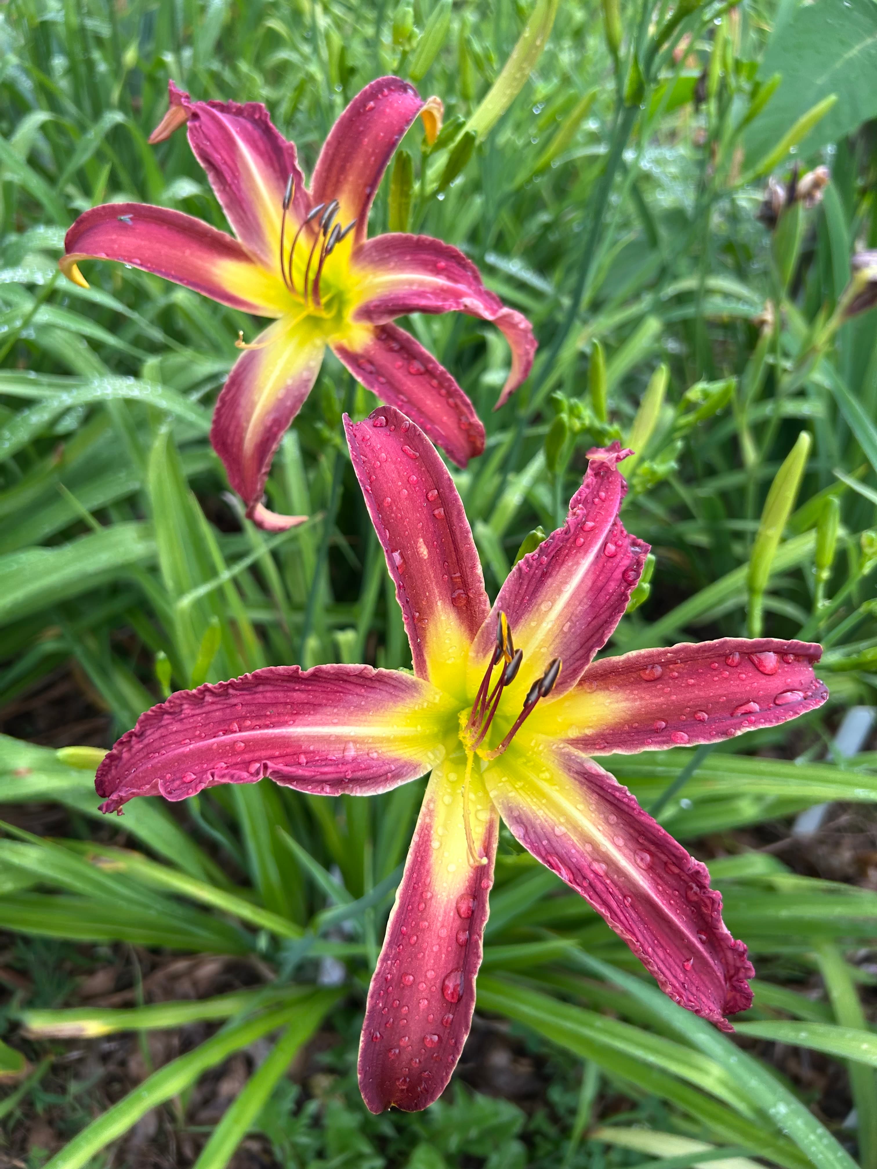 A short daylily seedling with sparse branching growing in a trial bed