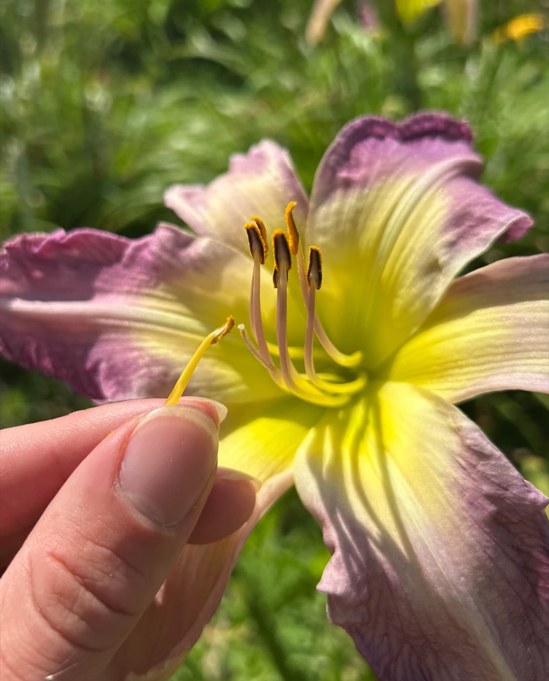 An anther being dabbed onto the pistil of a daylily bloom to make a cross