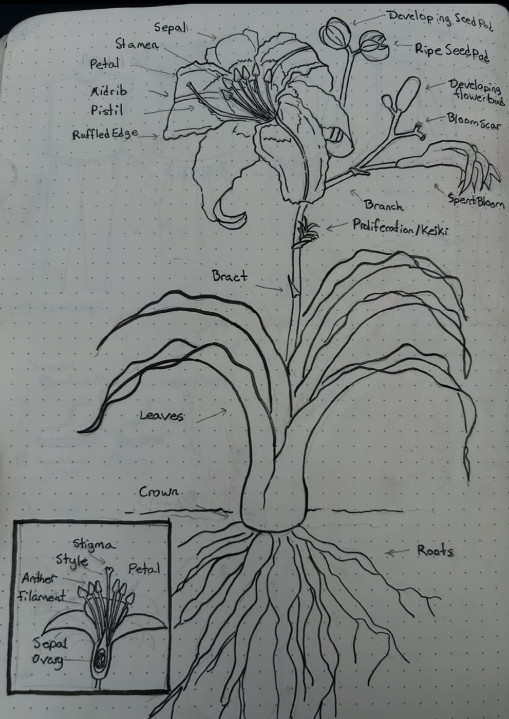 A daylily bloom with the anthers, pollen, pistil, and stigma labeled
