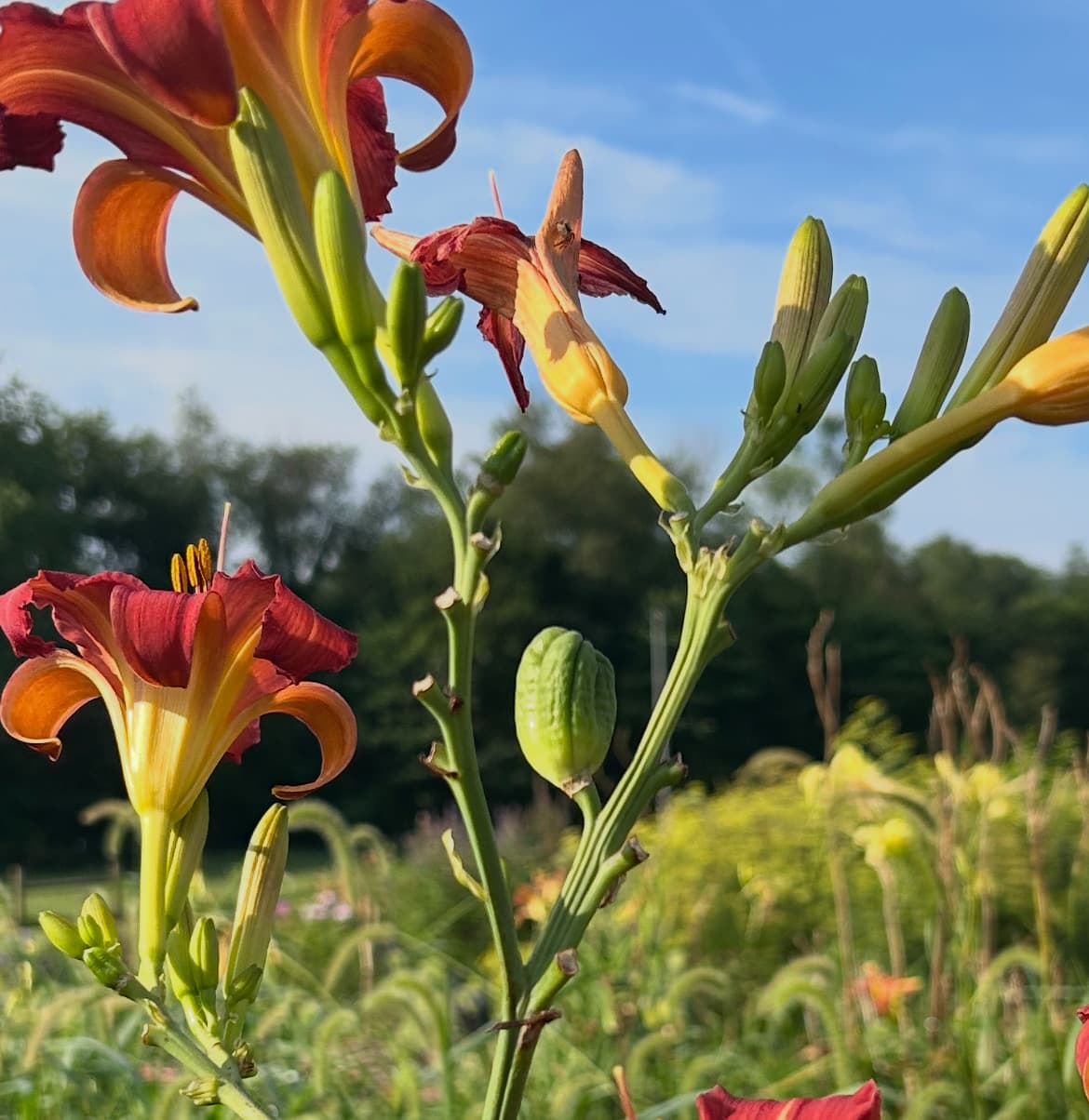 A green seed pod swelling at the base of a spent daylily bloom