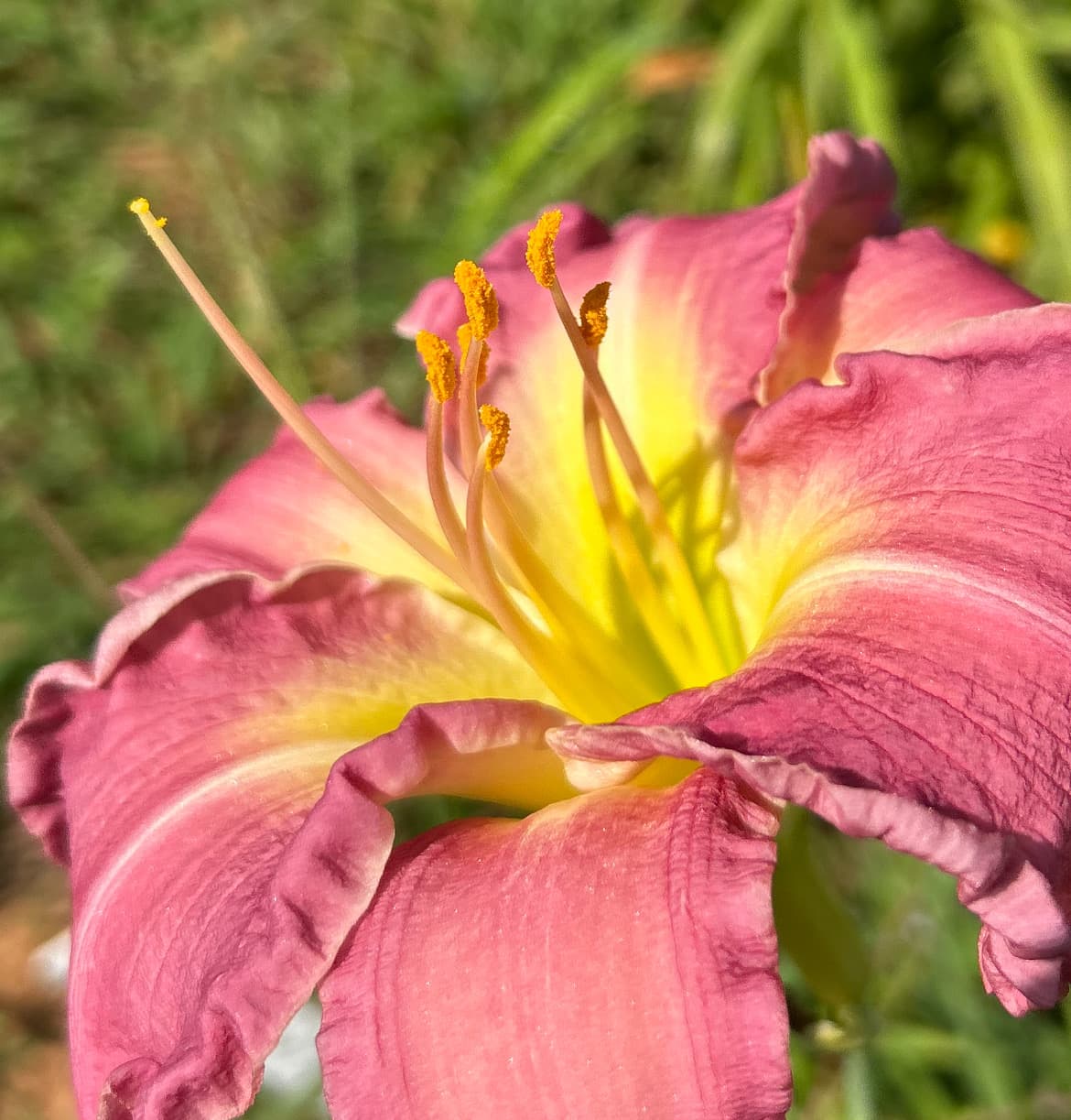 Close-up of daylily anthers loaded with fresh, fluffy yellow pollen