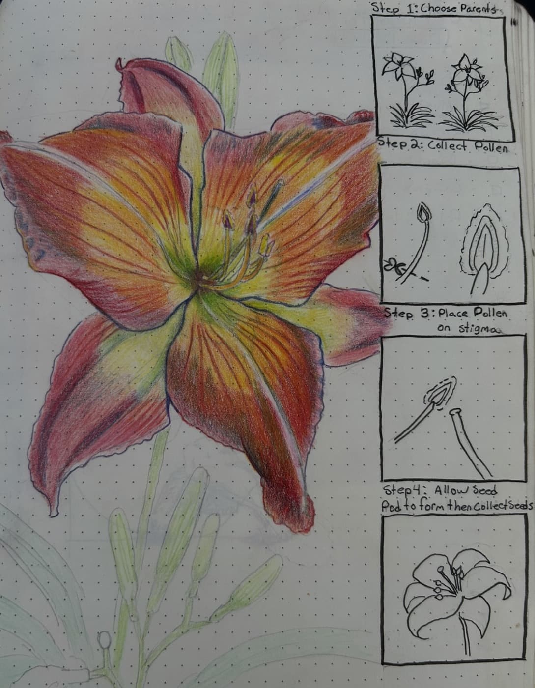 An illustrated chart showing the daylily hybridizing process from pollination to bloom