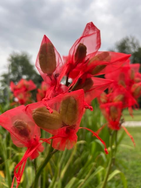 Ripening daylily pods tied inside small mesh drawstring bags to catch the seeds