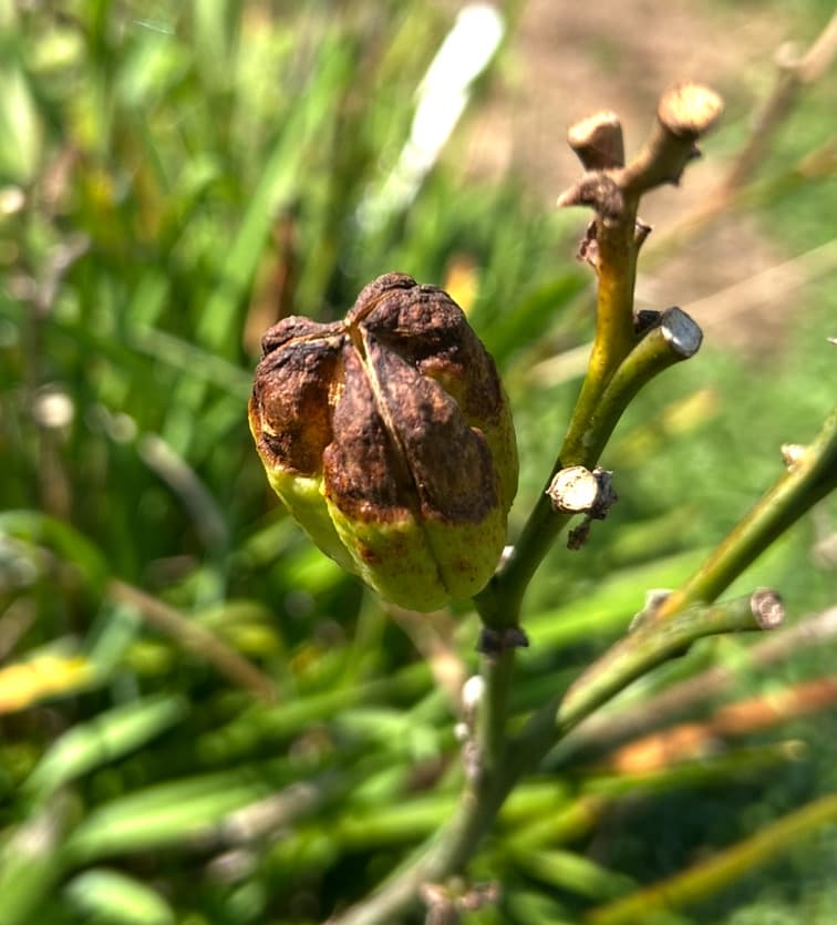 A ripe daylily pod splitting open to reveal shiny black seeds